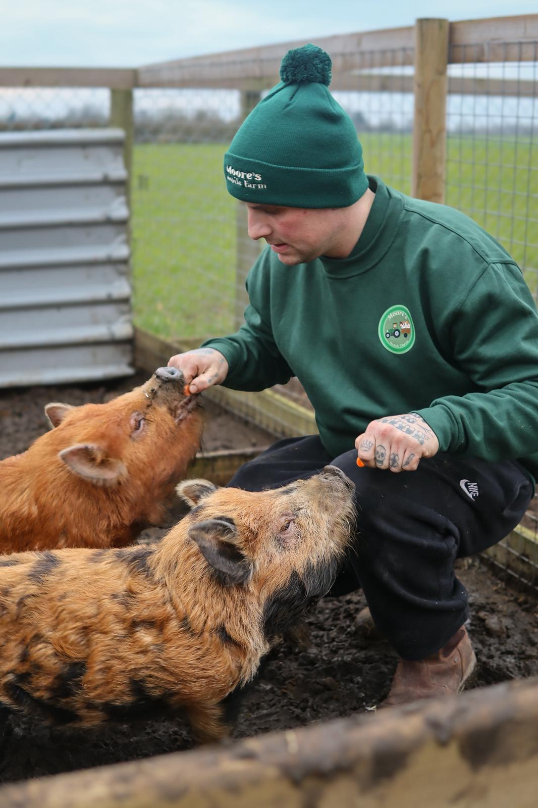 Kurt feeding pigs