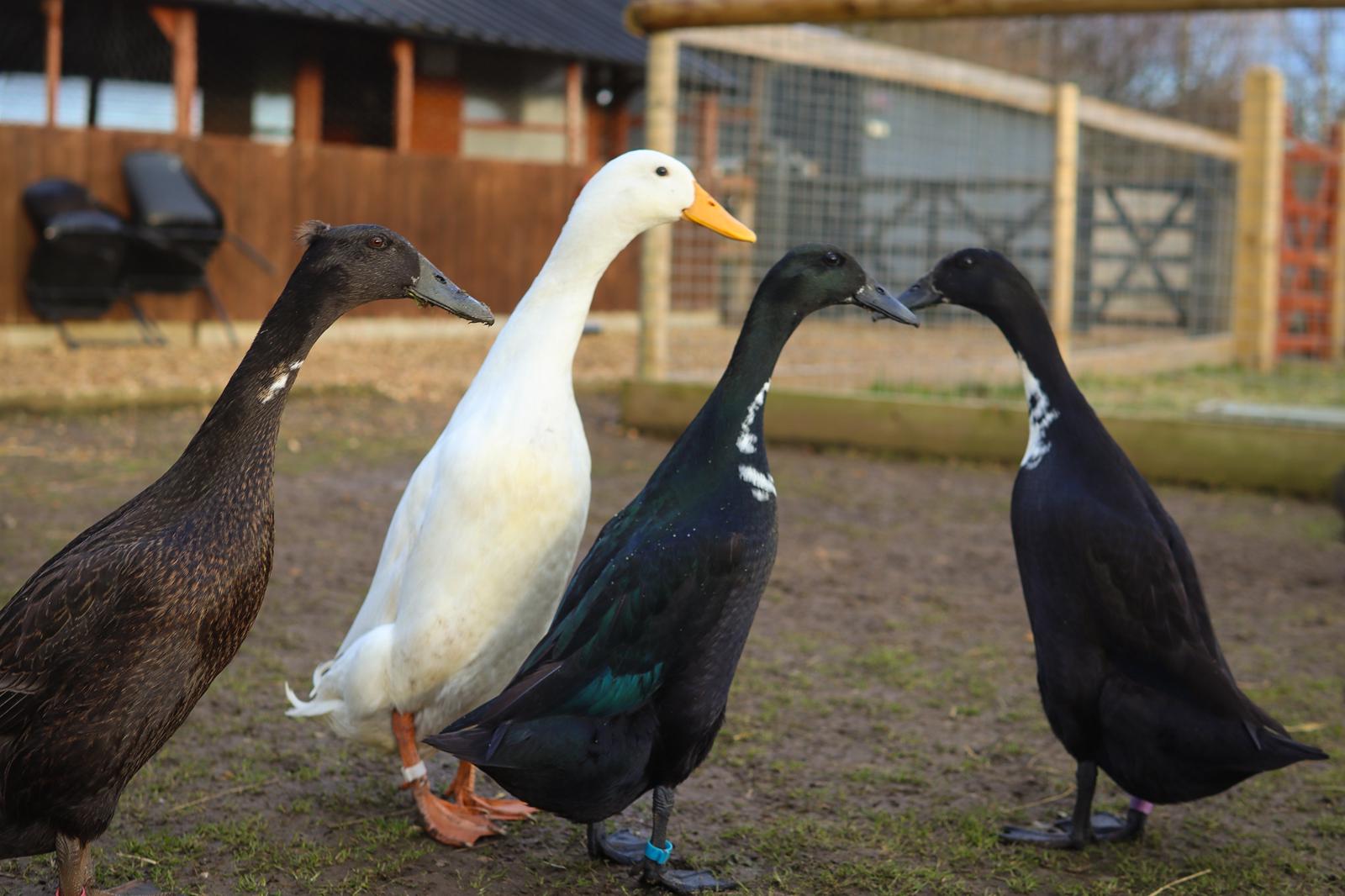Indian Runner Ducks