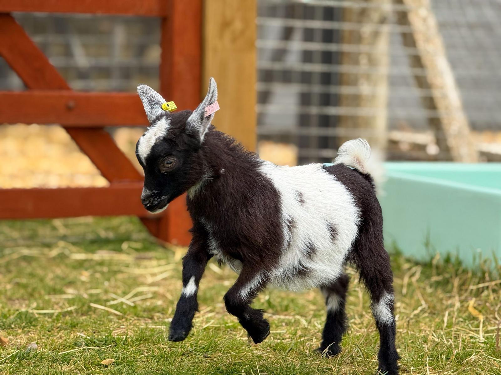 Pygmy Goat