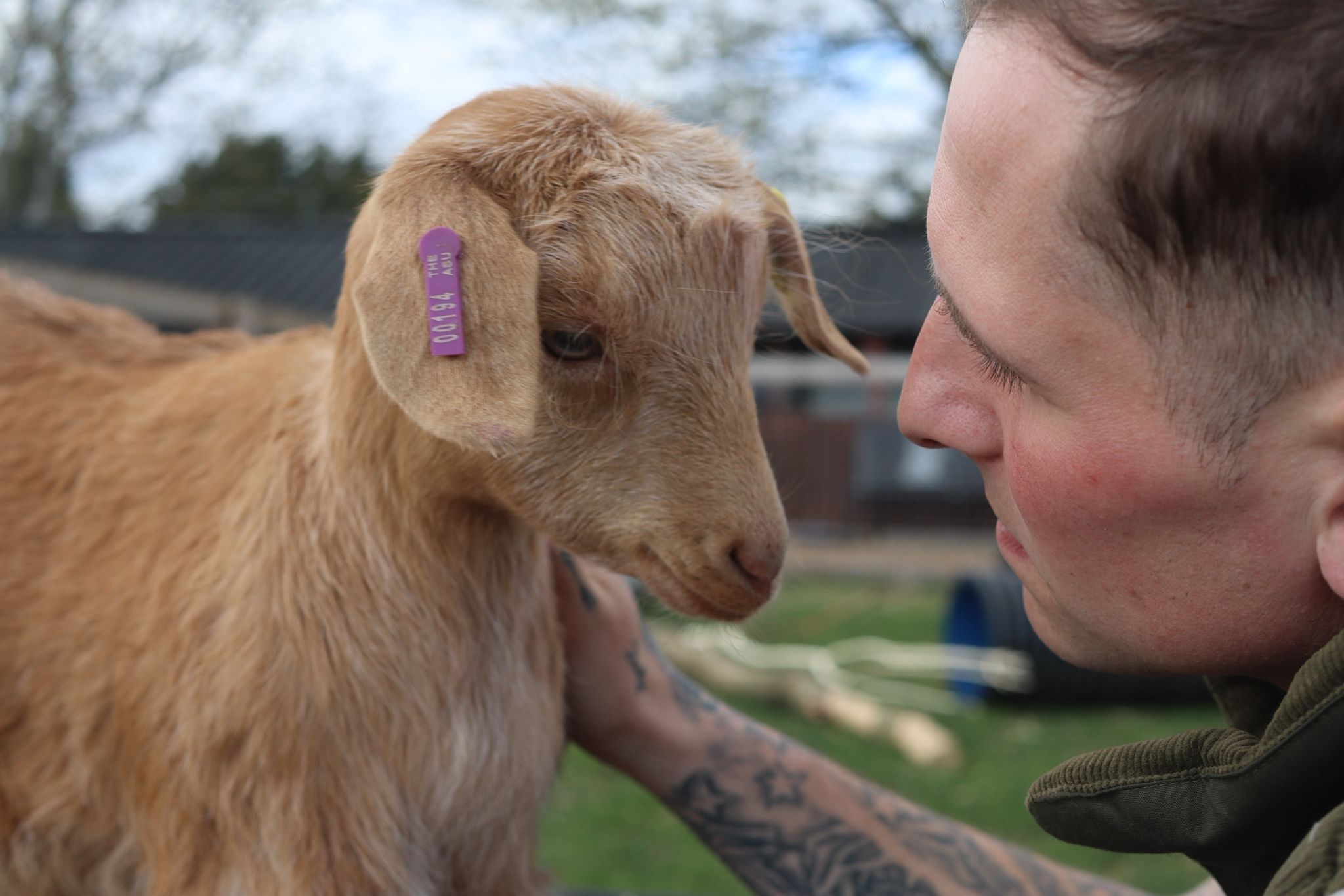 Royal Golden Guernsey Goats