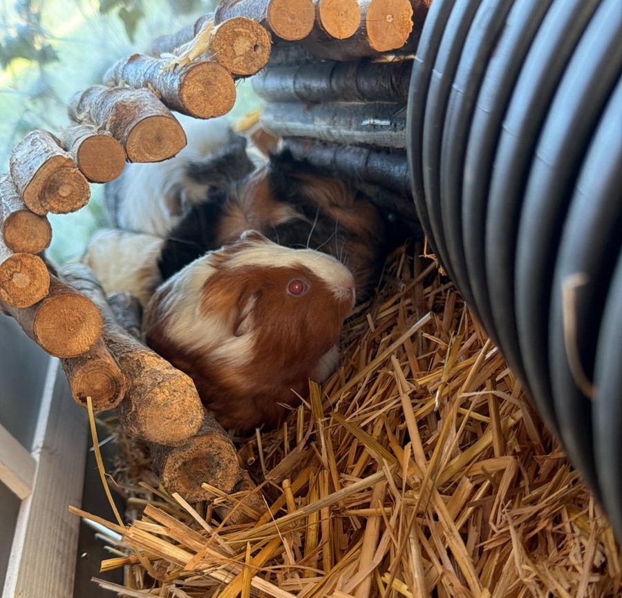 Guinea Pigs