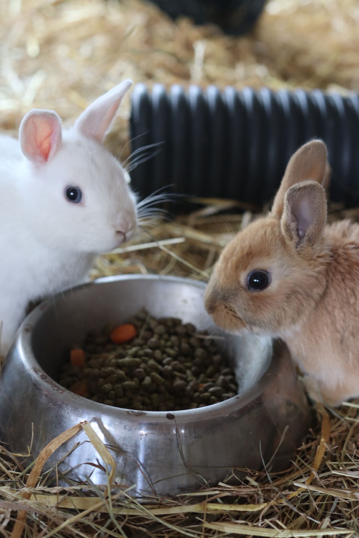 Rabbits