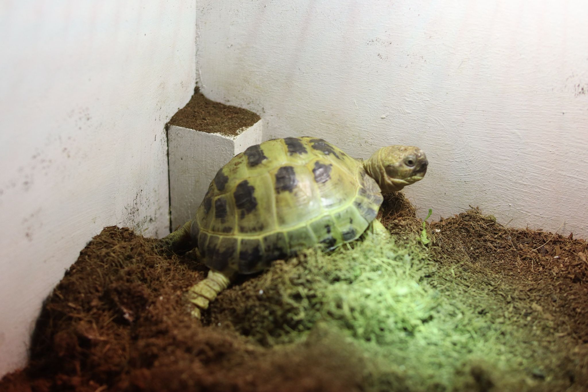 Tortoises