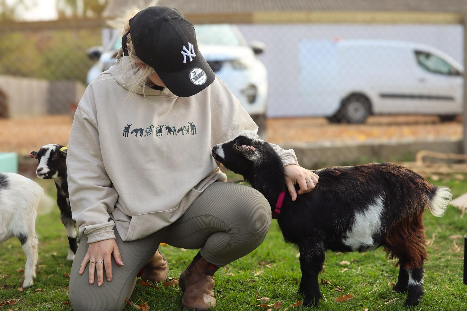 Playful Pygmy Goat