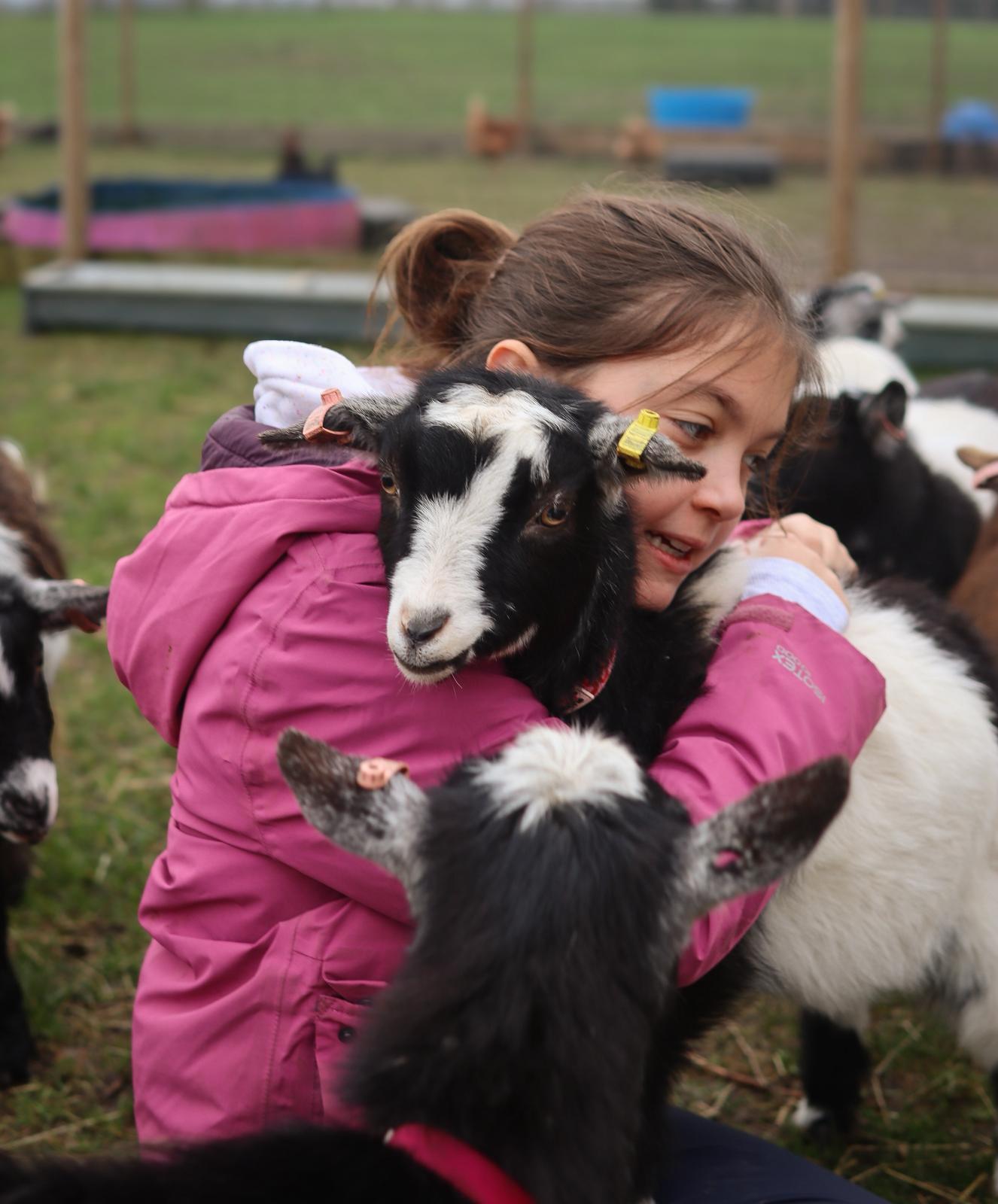 Playful Pygmy Goat 2