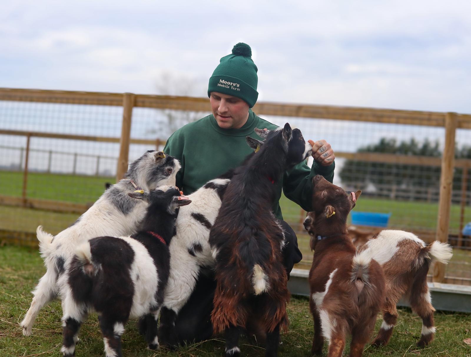 Playful Pygmy Goat 3