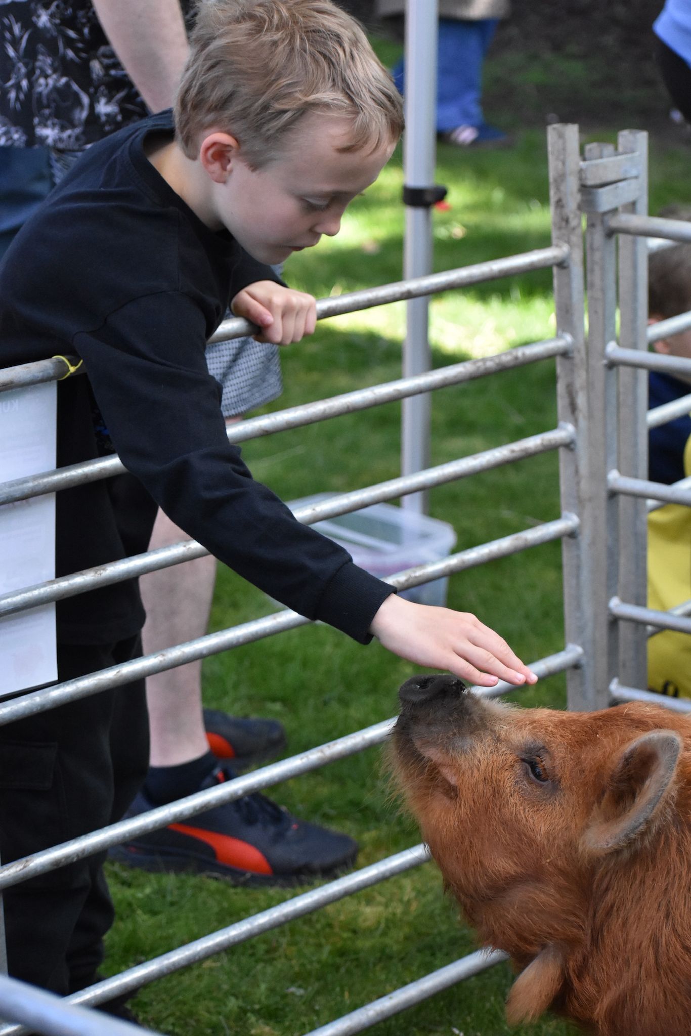 Child Touching Pig